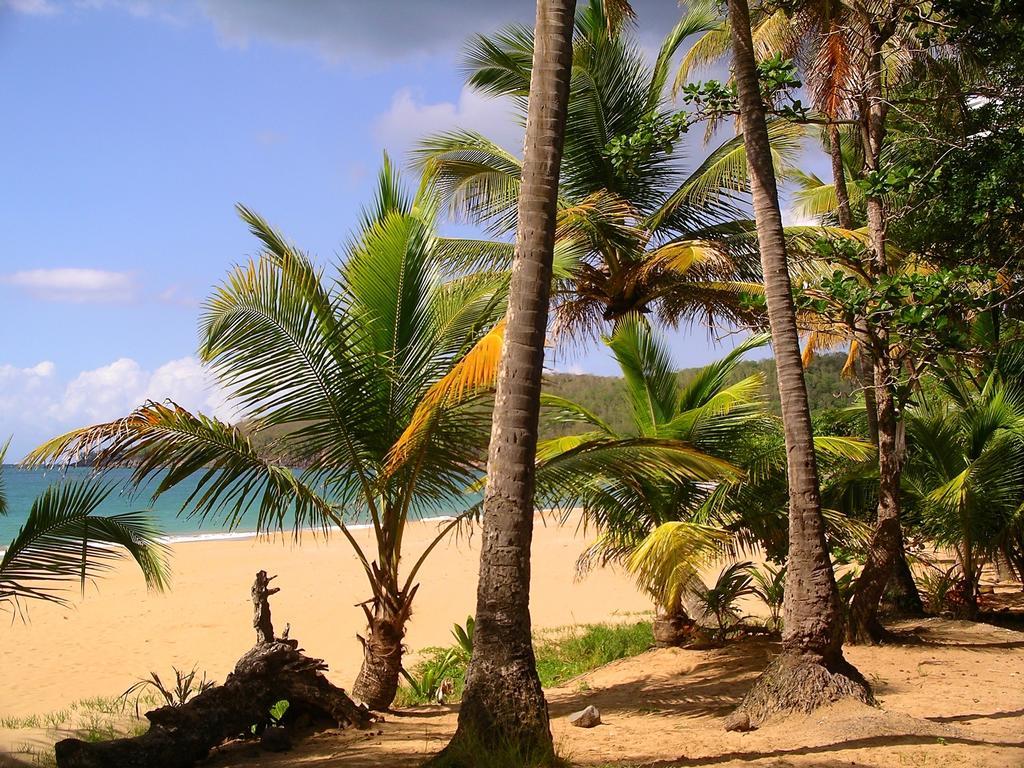 Mangoplaya Villa Deshaies Exterior photo